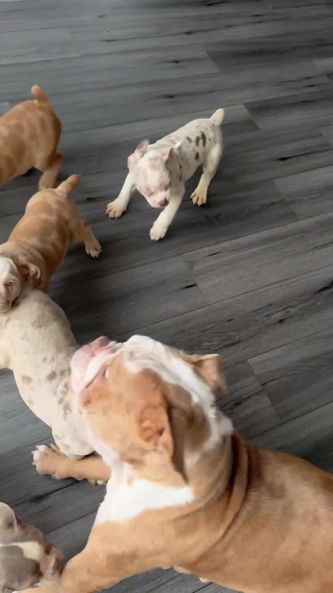 English Bulldog dogs for sale: Puppies for sale - Video 2