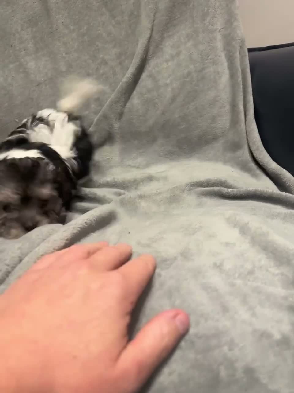 Maltipoo dogs for sale:  Small Maltipoo  - Video 1