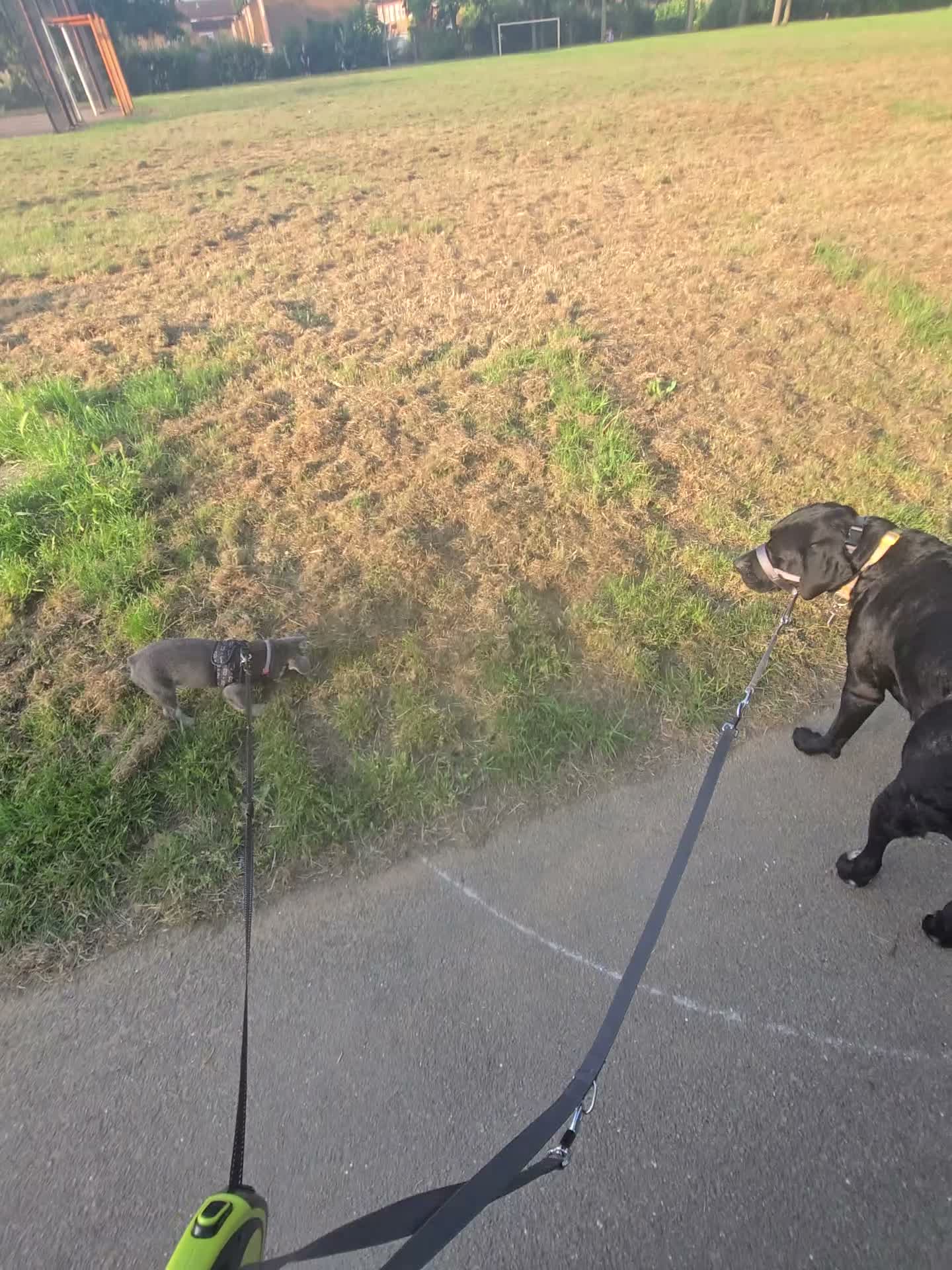 Mixed Breed dogs for sale: Looking for a loving home - 2 year old bullador - Video 3