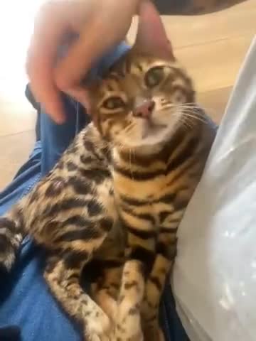 Bengal cats for sale: Bengal male almost 1y old  - Video 1