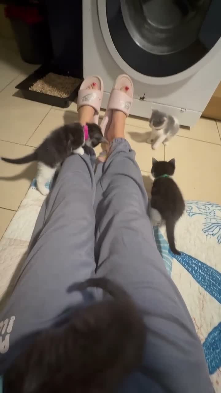 Mixed Breed cats for sale: 5 BBSH x mixed kittens black white grey - Video 3