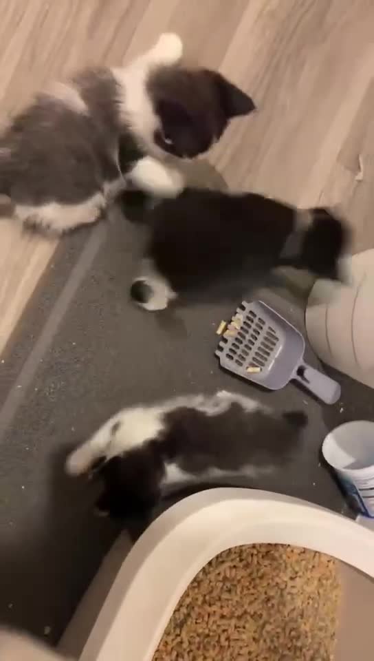 Mixed Breed cats for sale: Cute kittens and mom looking for a good home - Video 3