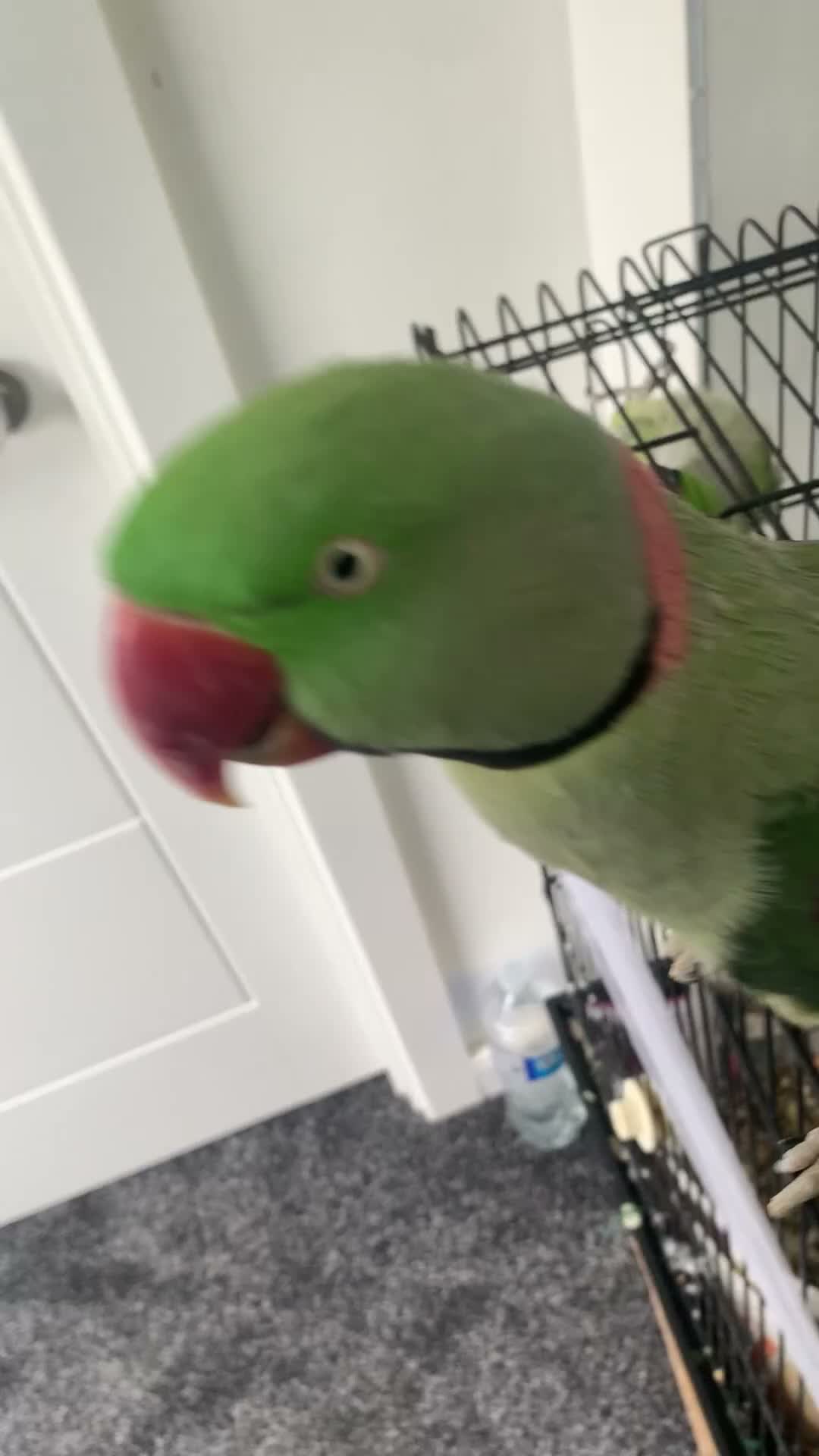 Parrots birds for sale: Tamed Alexandrine Parrot in Manchester - Video 2