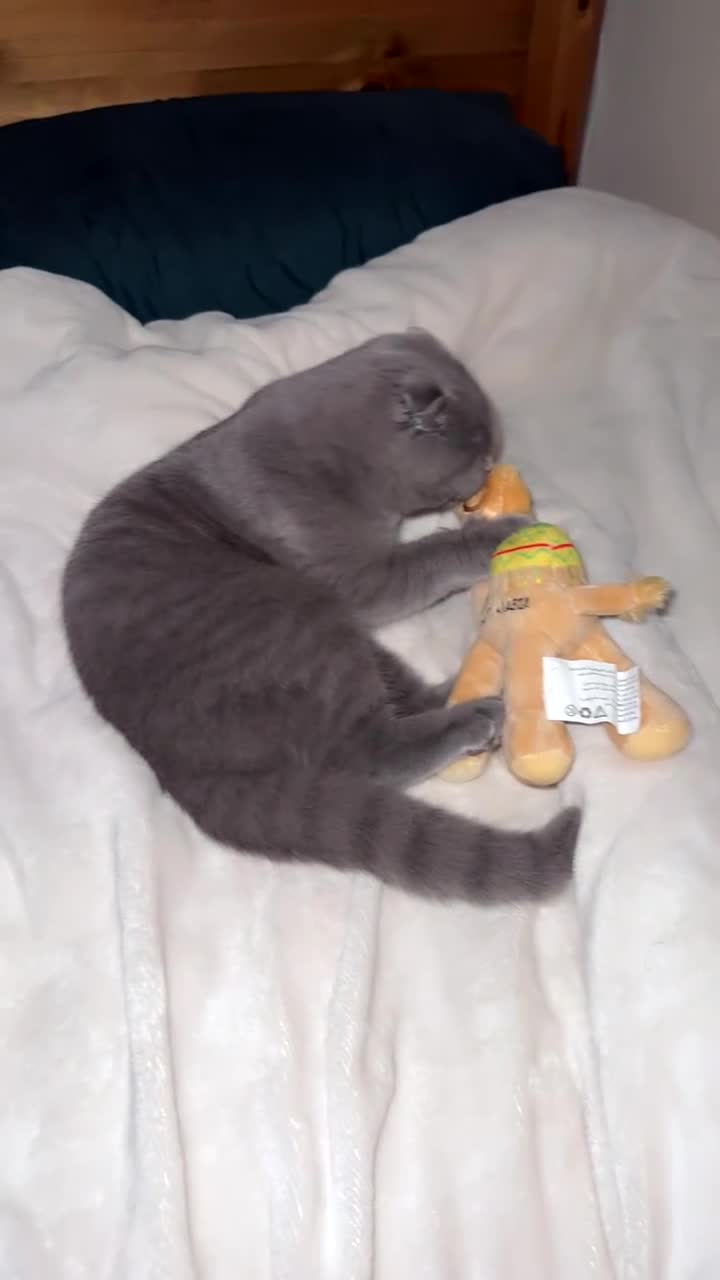 British Shorthair cats for sale: 6-Month-Old British Shorthair / Scottish fold - Video 3