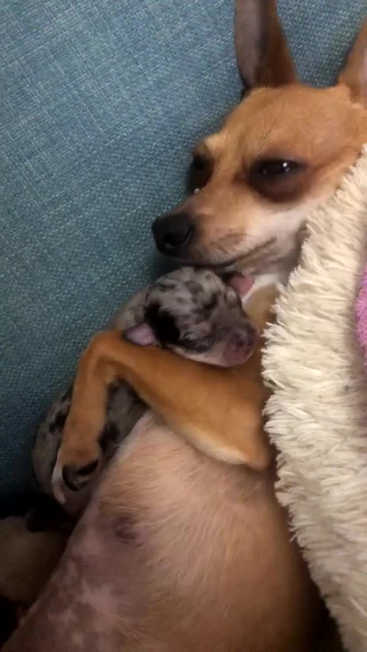 Chihuahua dogs for sale: Mum and daughter chihuahua must go together  - Video 1