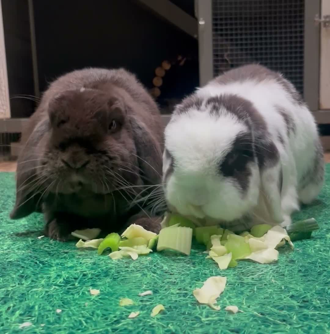 Mini Lop rabbits for sale: Coco and Lola twin bunnies in Ashby-de-la-Zouch - Video 1