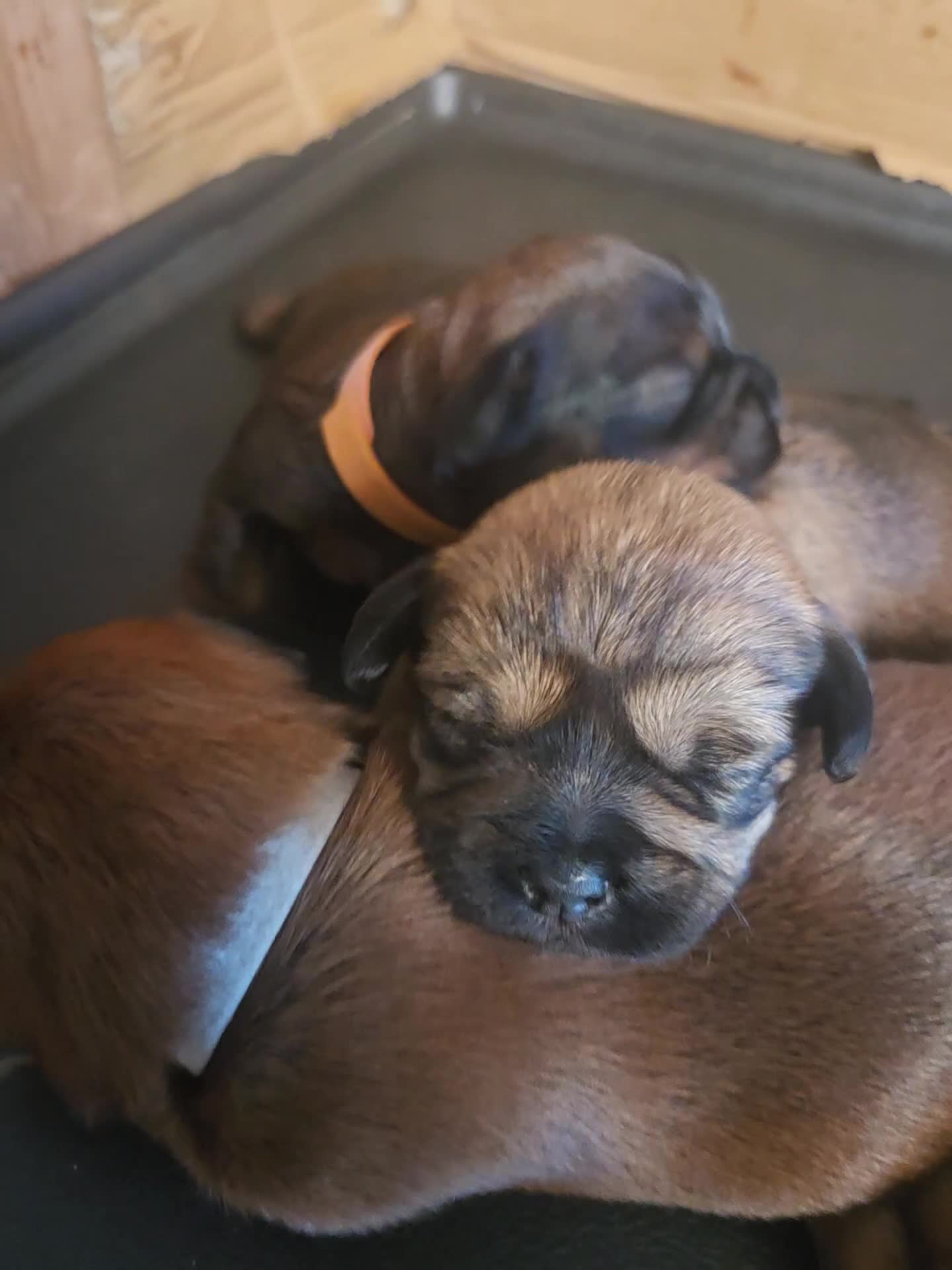 Mixed Breed dogs for sale: Shweenie puppies in Redcar - Video 1