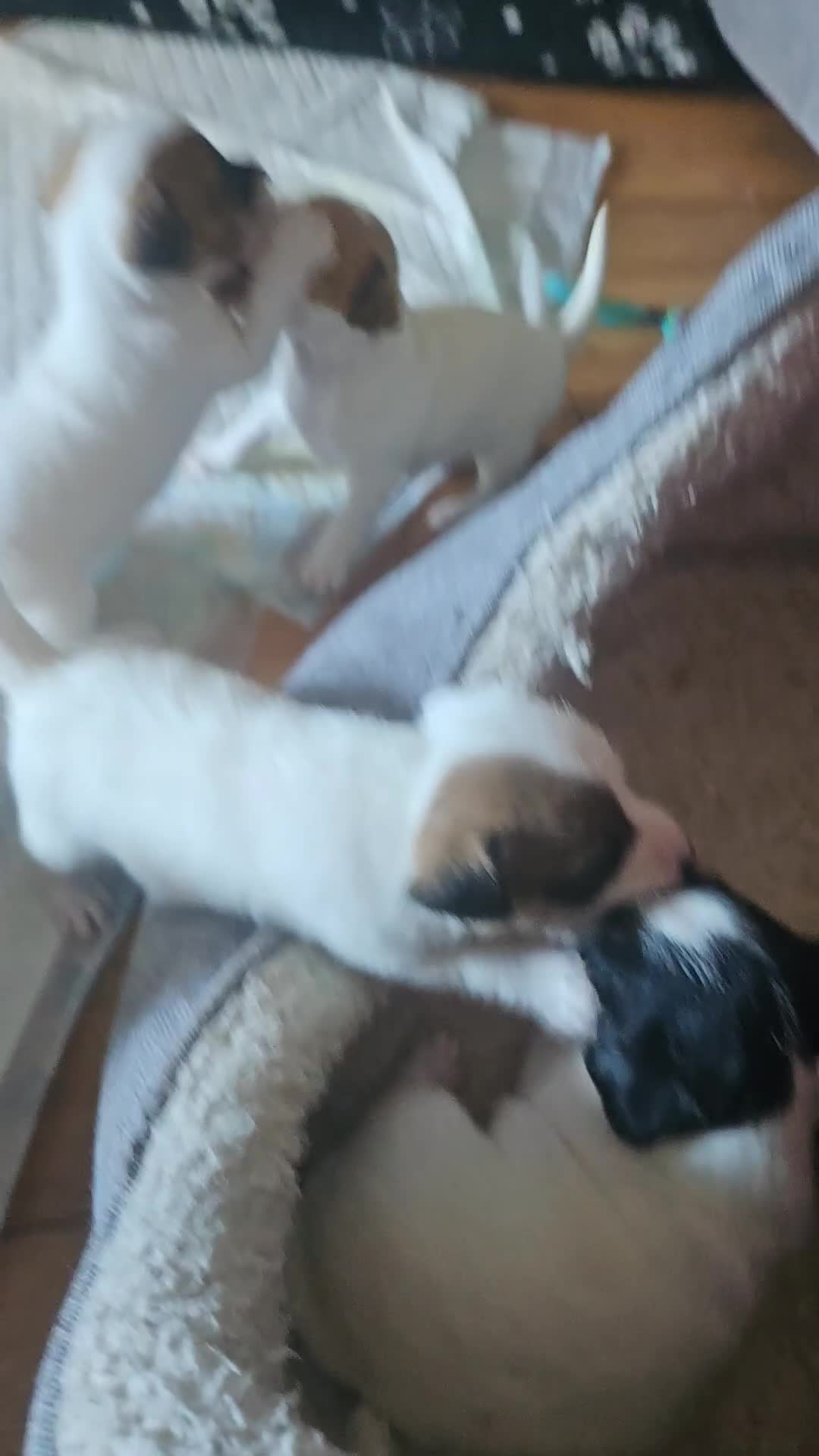 Jack Russell dogs for sale: Jack Russell puppies  - Video 1