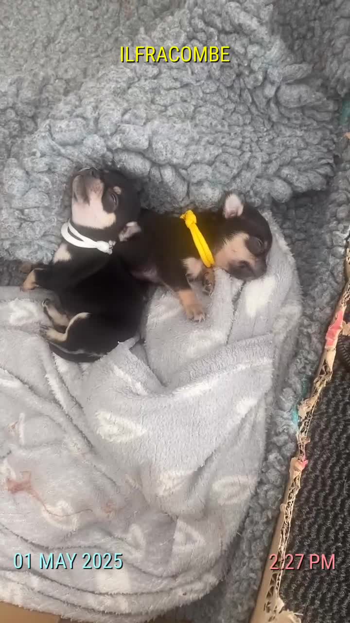 Chihuahua dogs for sale: Forever 🏡 ready KC 🇬🇧 chihuahua puppies - Video 4