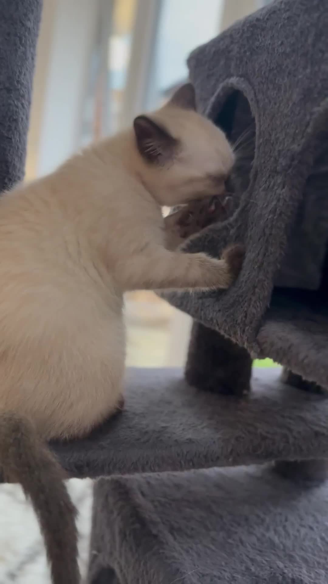 British Shorthair cats for sale: Full BSH kittens ready to leave now, 14 weeks old - Video 3