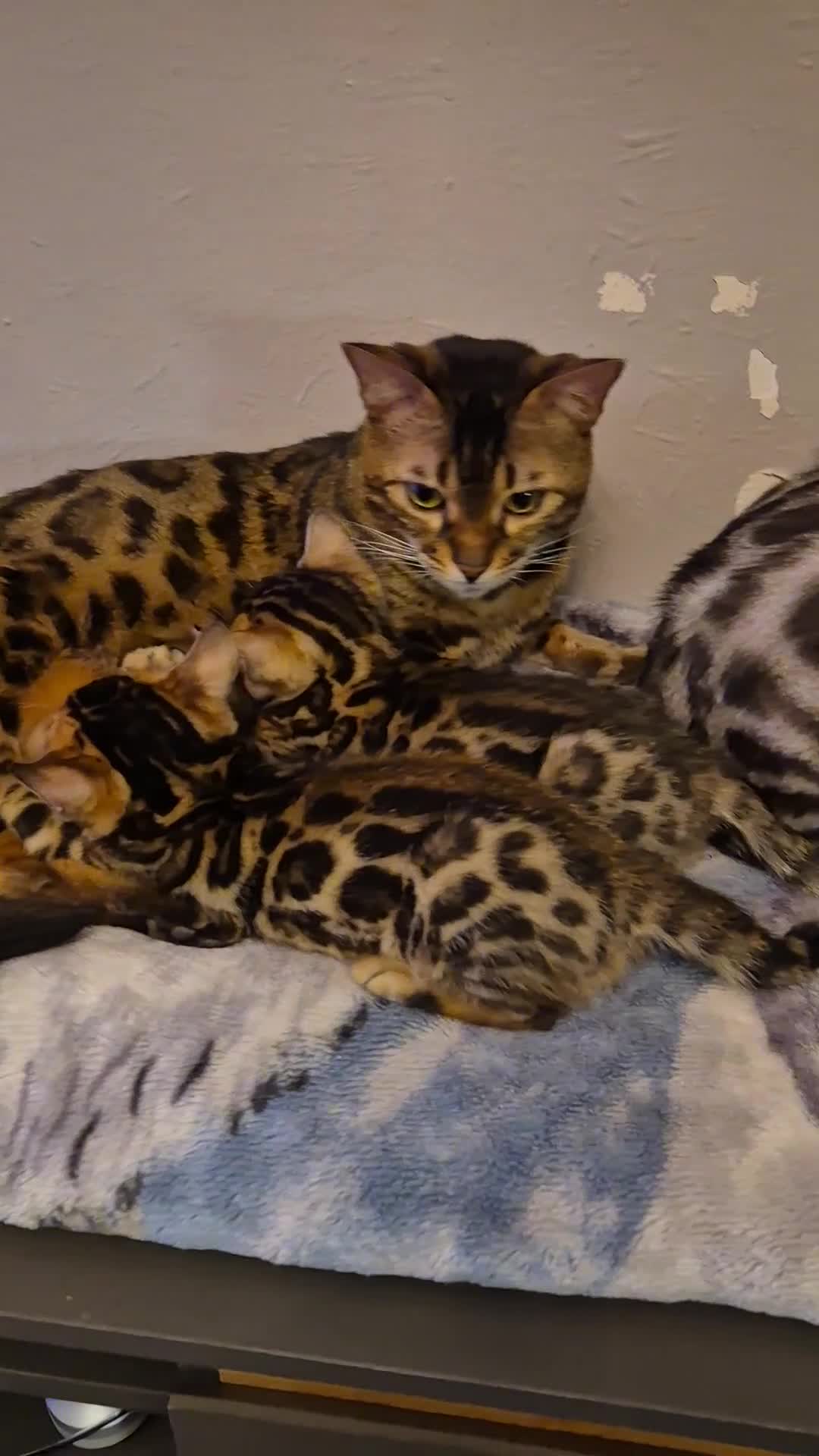 Bengal cats for sale: Bengal Kittens-Reservations Now Open  - Video 3