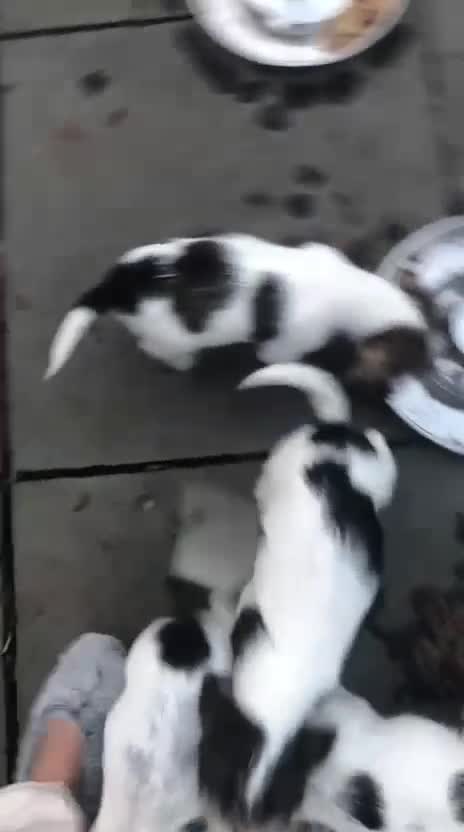 Basset Griffon Vendeen dogs for sale: Griffon petit basset Vendeen tricolor  - Video 1