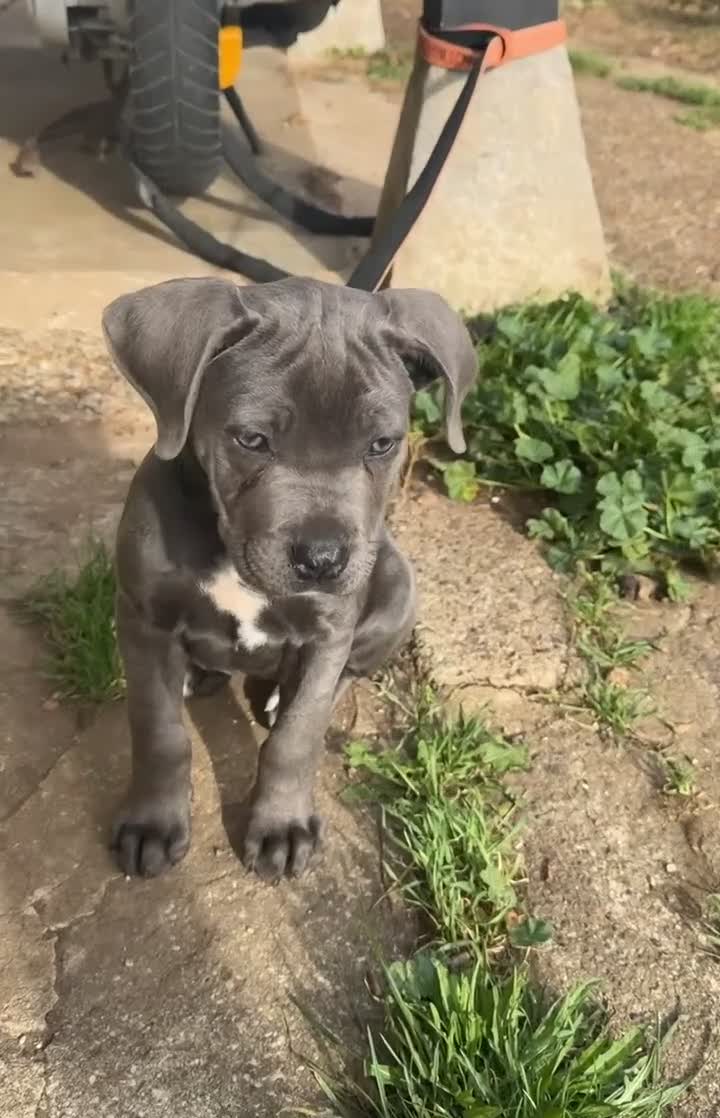Cane Corso dogs for sale: Female cane corso - Video 1