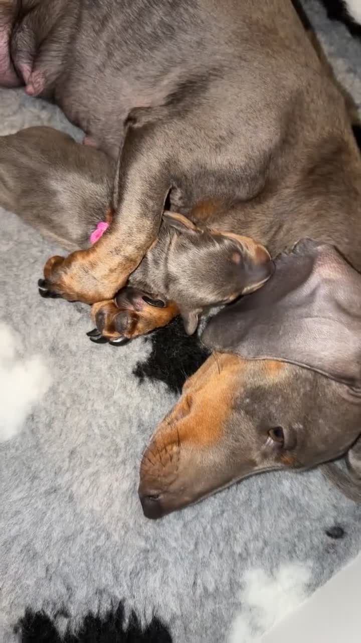 Dachshund dogs for sale: Dachshund Puppies 🩷💙 in Stockton-on-Tees - Video 1