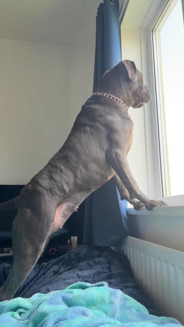 Cane Corso dogs for sale: Cane corso - Video 1