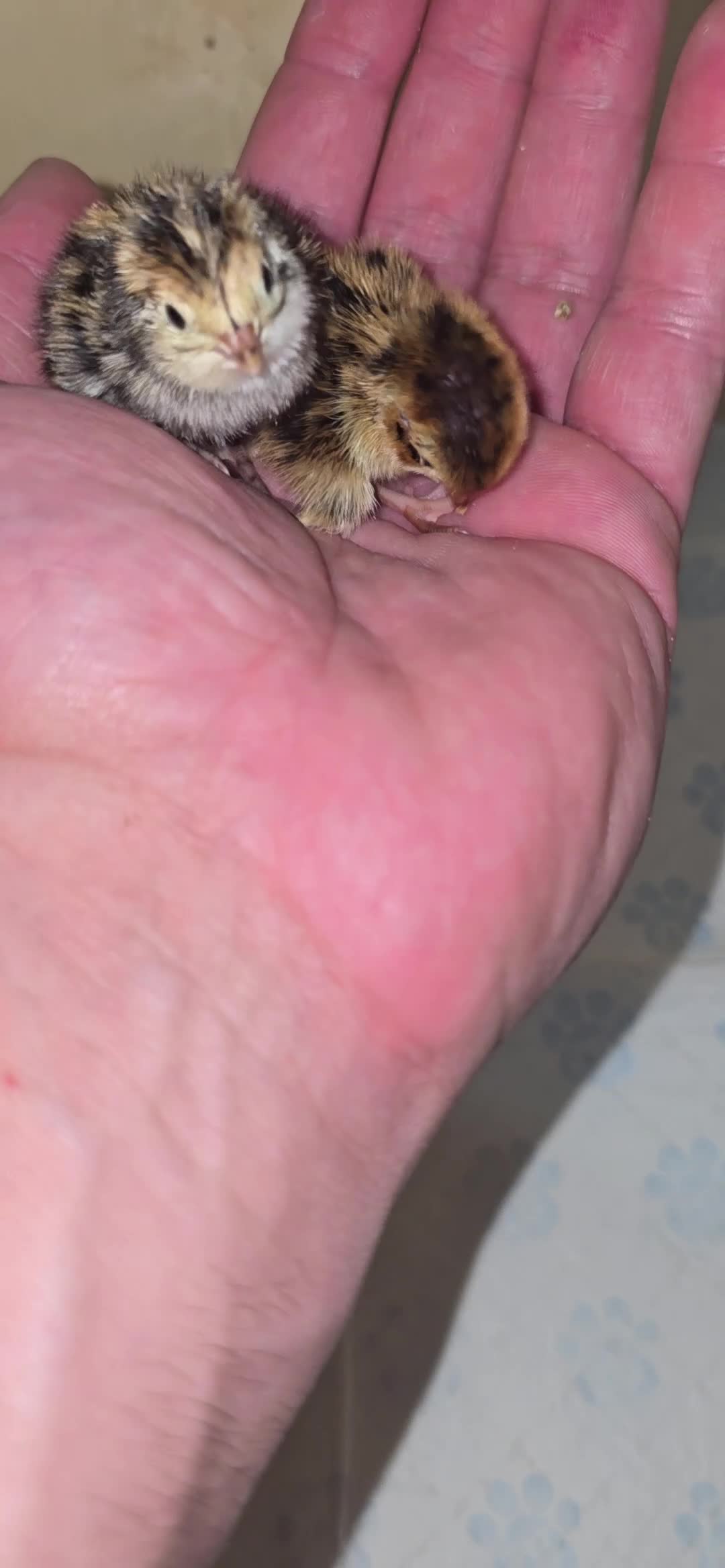 Quail poultry for sale: Mixed Colour Coturnix Quail Hatching Eggs - Video 3