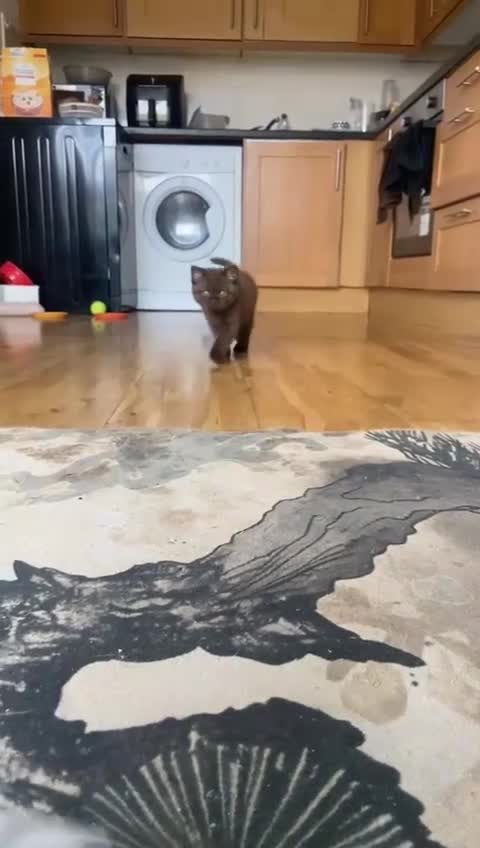 British Shorthair cats for sale: 🧸BOY FULL GCCF BSH KITTEN🧸 - Video 1