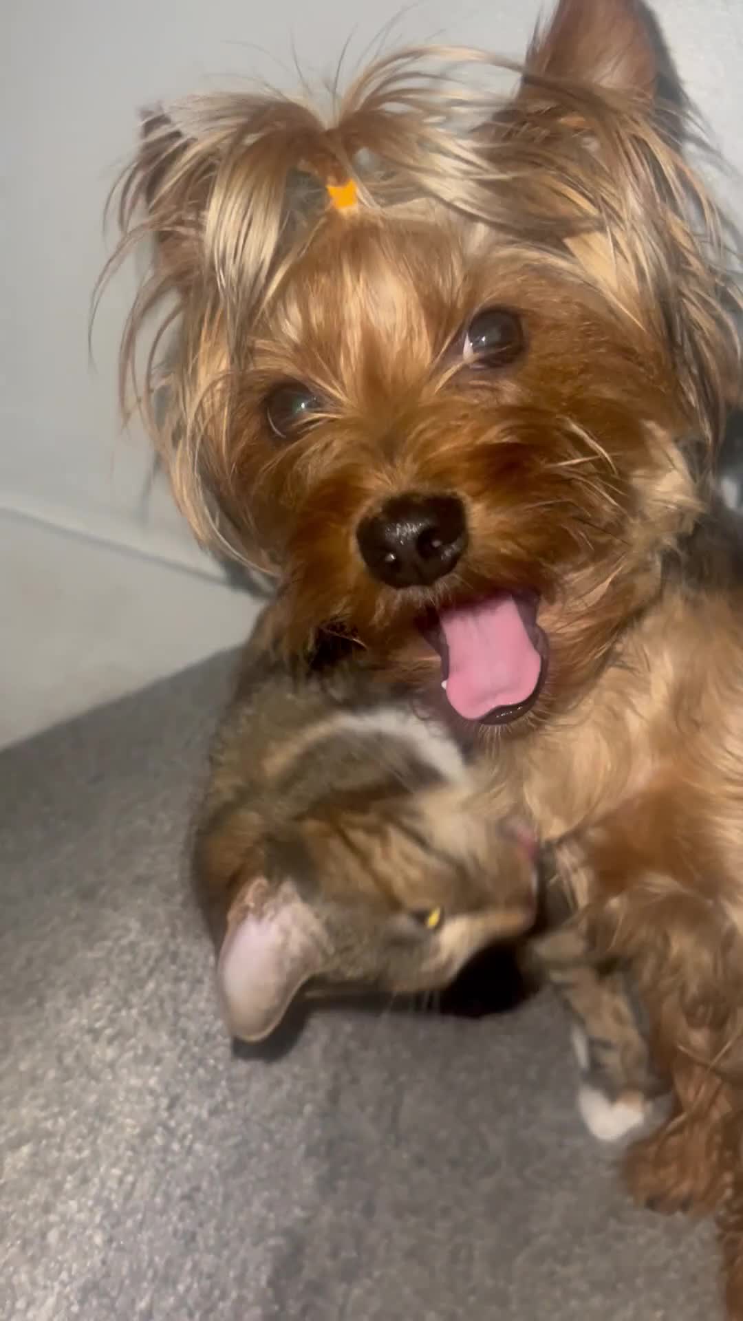 Yorkshire Terrier dogs for sale: Yorkshire Terrier  - Video 1
