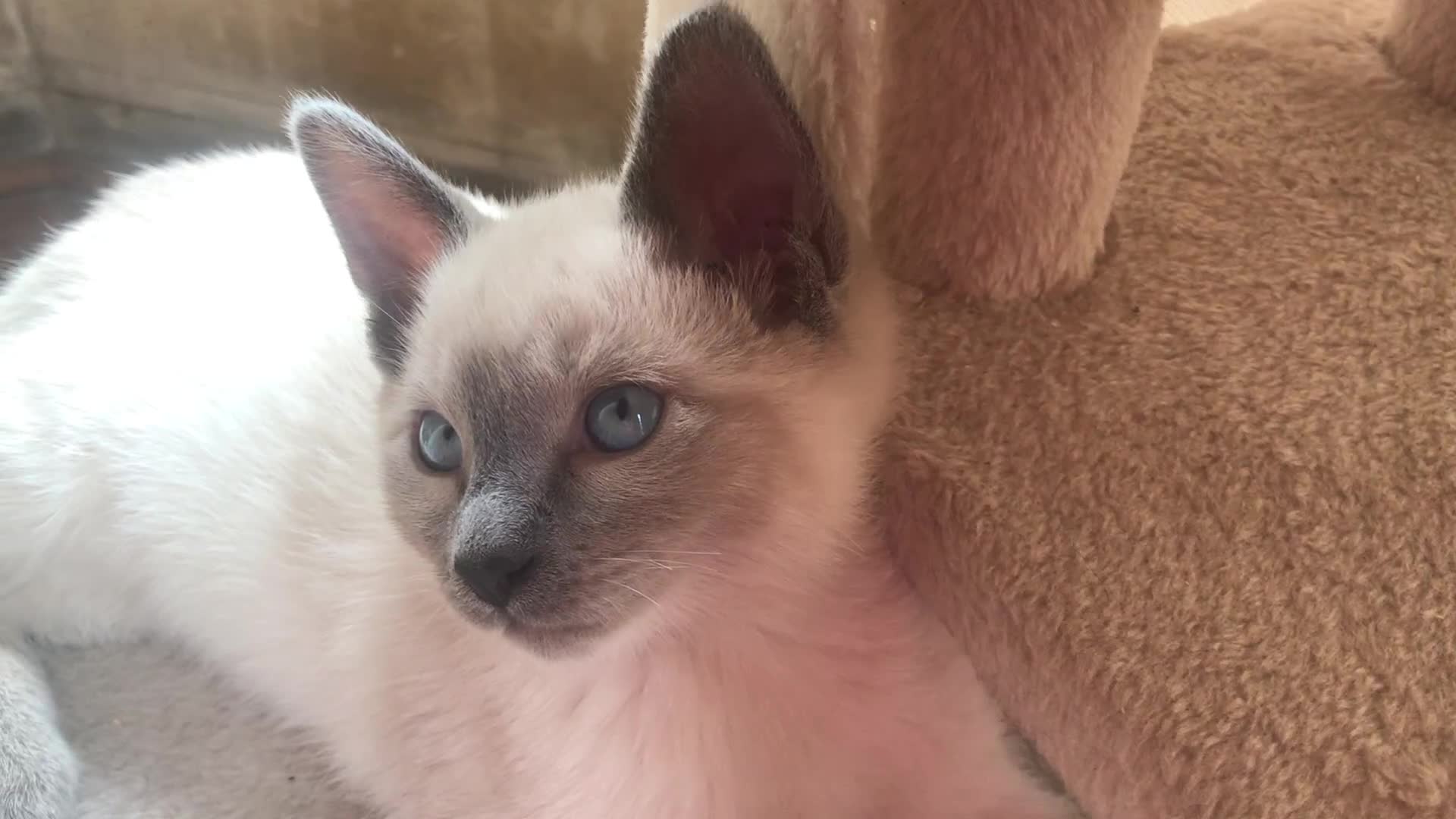 Tonkinese cats for sale: Superb Tonkdoll Kittens - Video 2