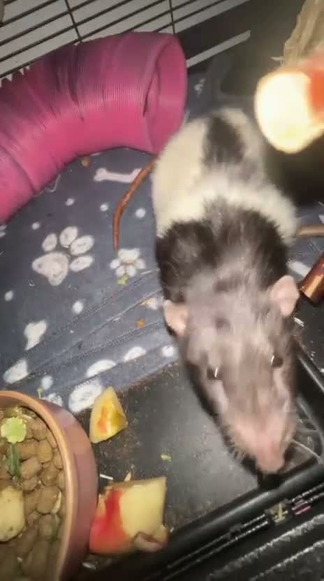 Rat rodents for sale: Rats x4  - Video 3