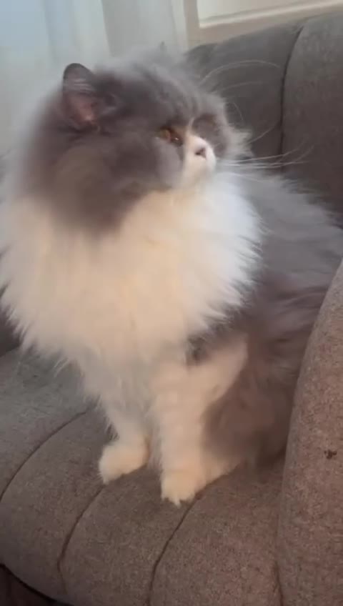 British Longhair cats for sale: Beautiful Cats for Sale – Loving Homes Only - Video 2