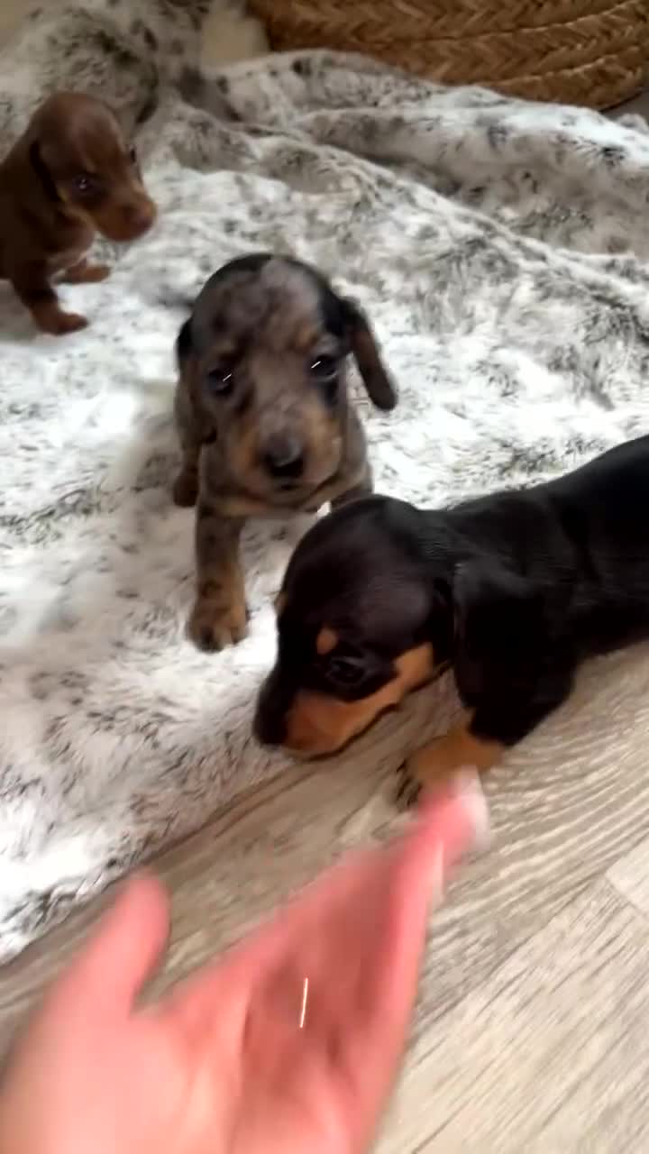 Miniature Dachshund dogs for sale: Miniature dachshunds  - Video 1