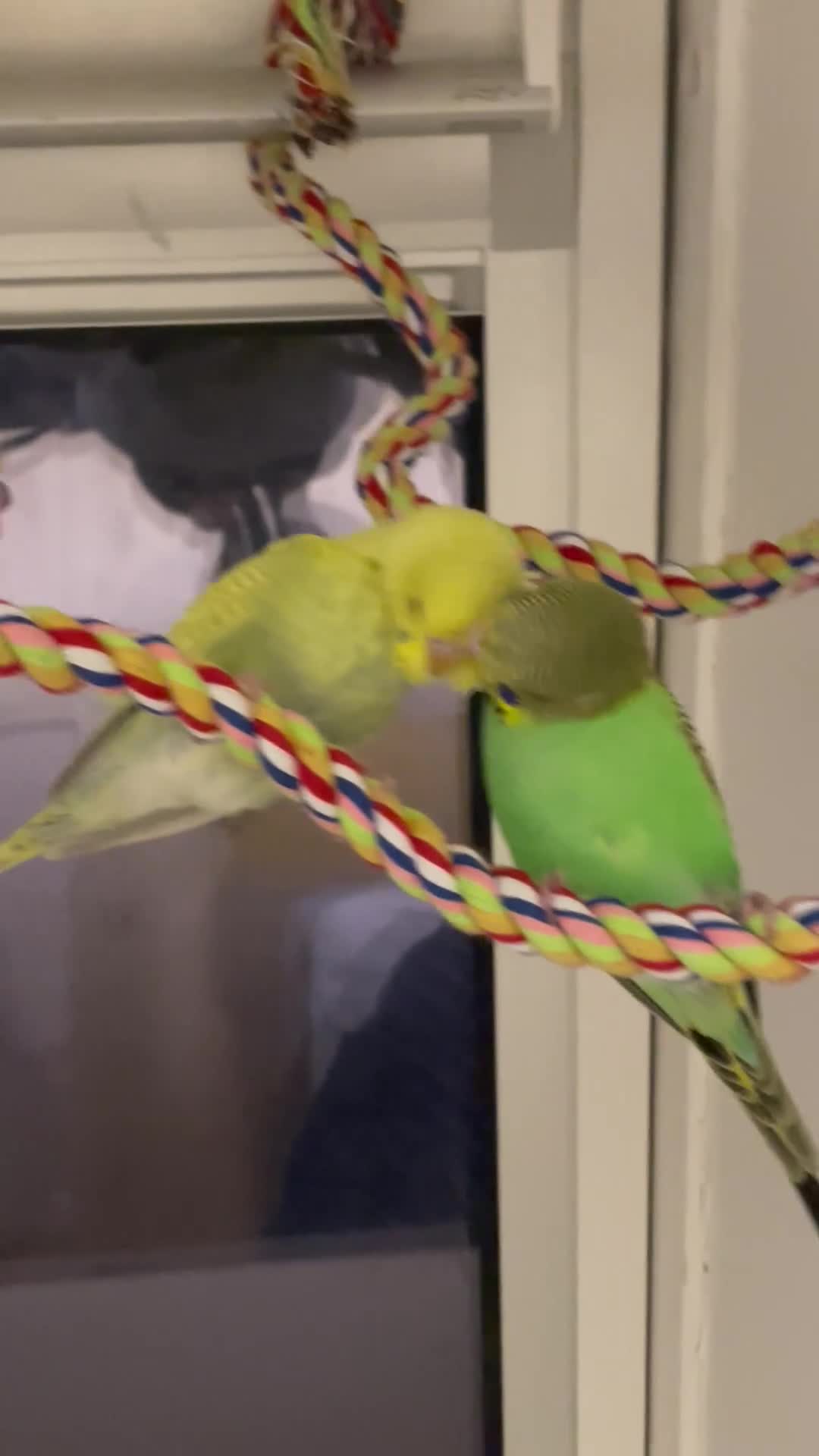 Budgerigars birds for sale: 2 hand tame young male budgies + cage - Video 1