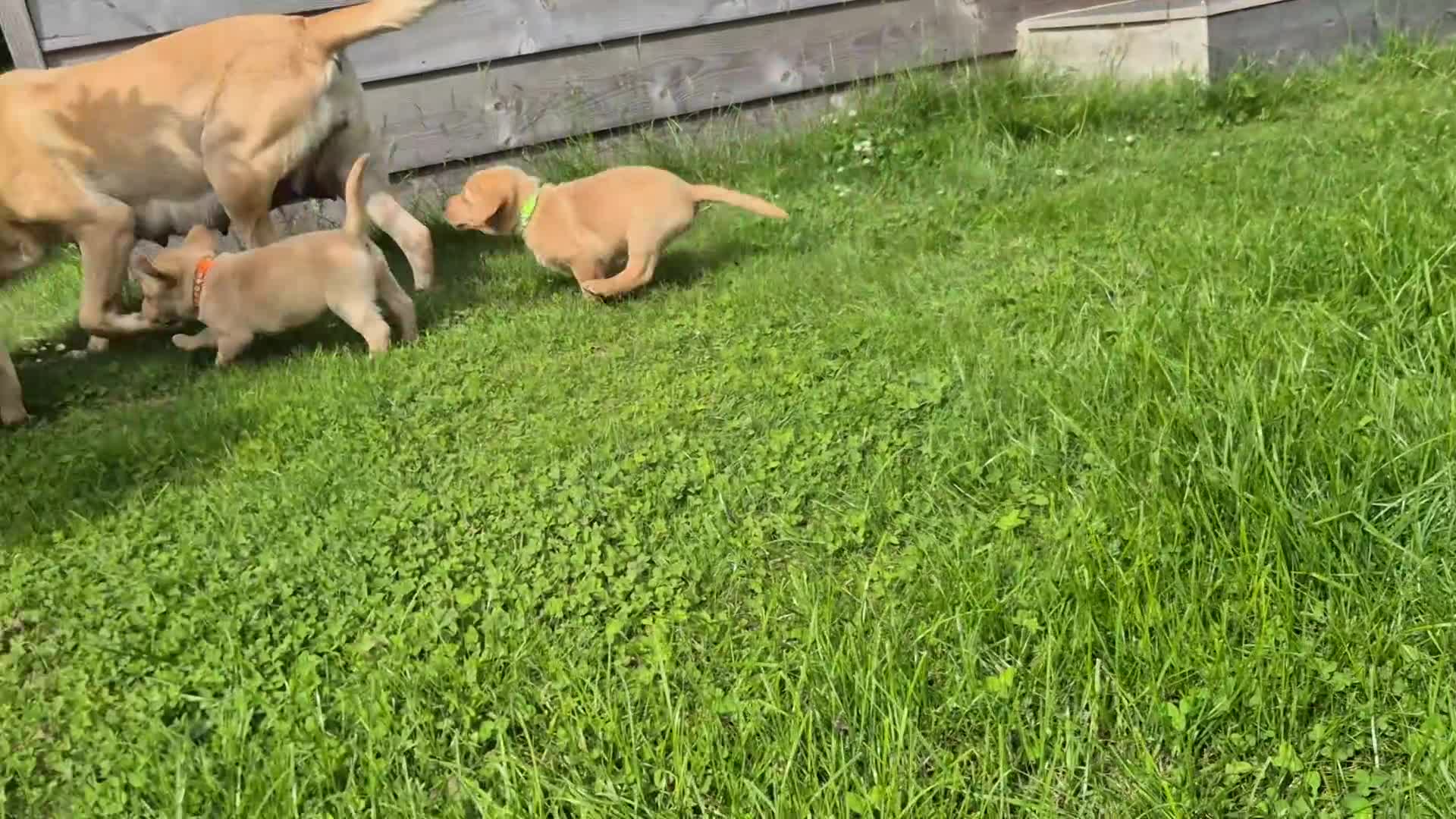 Labrador Retriever dogs for sale: Stunning red/golden labrador puppies - Video 2