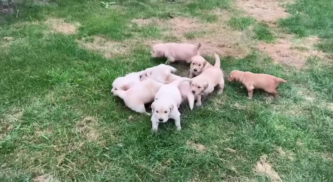Golden Retriever dogs for sale: 🩷READY NOW  Only one girls left 🩷 - Video 1