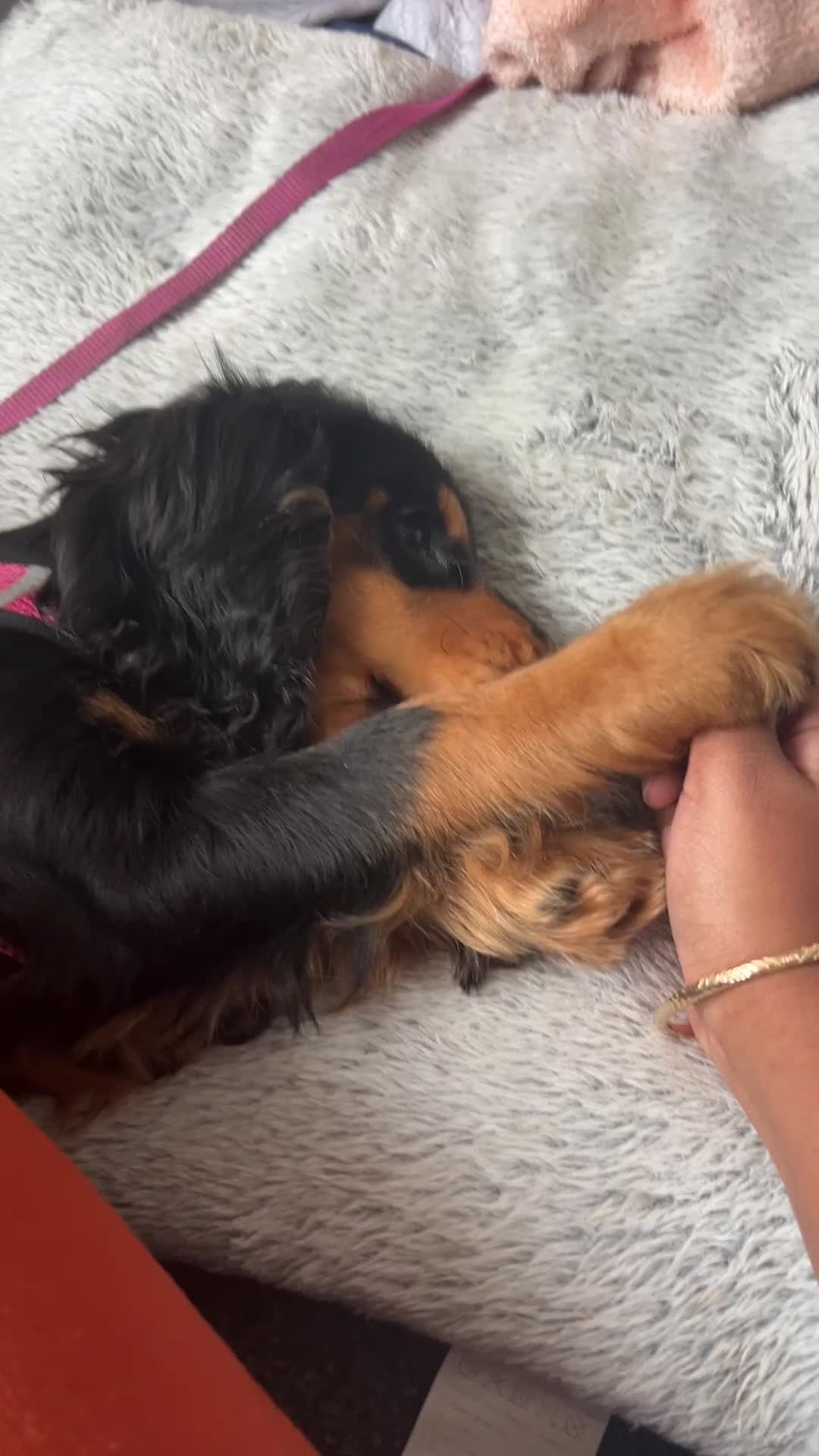 Cocker Spaniel dogs for sale: Rare Black and Tan Cocker spaniel - Video 2