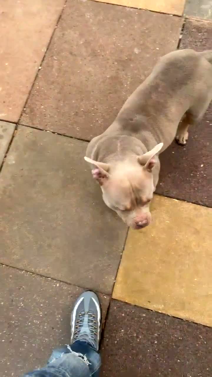 Mixed Breed dogs for sale: Looking for loving forever home - Video 2