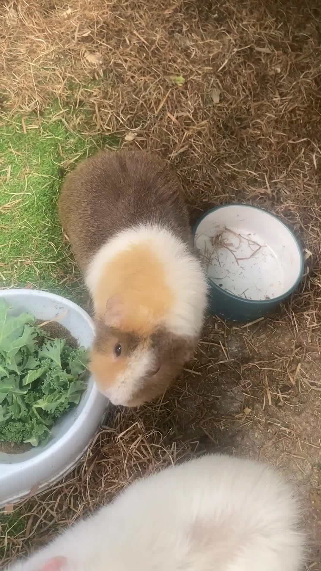 Guinea Pig rodents for sale: 3 x female Guinea pigs for sale - Video 2