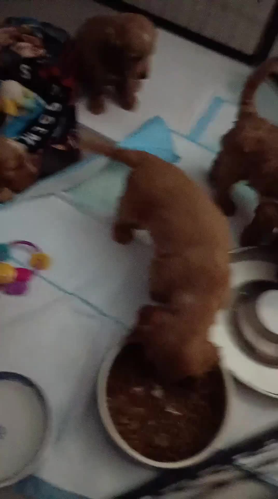 Cockapoo dogs for sale: Home reared, chunky F1B cockapoo pups 1st AUG - Video 2