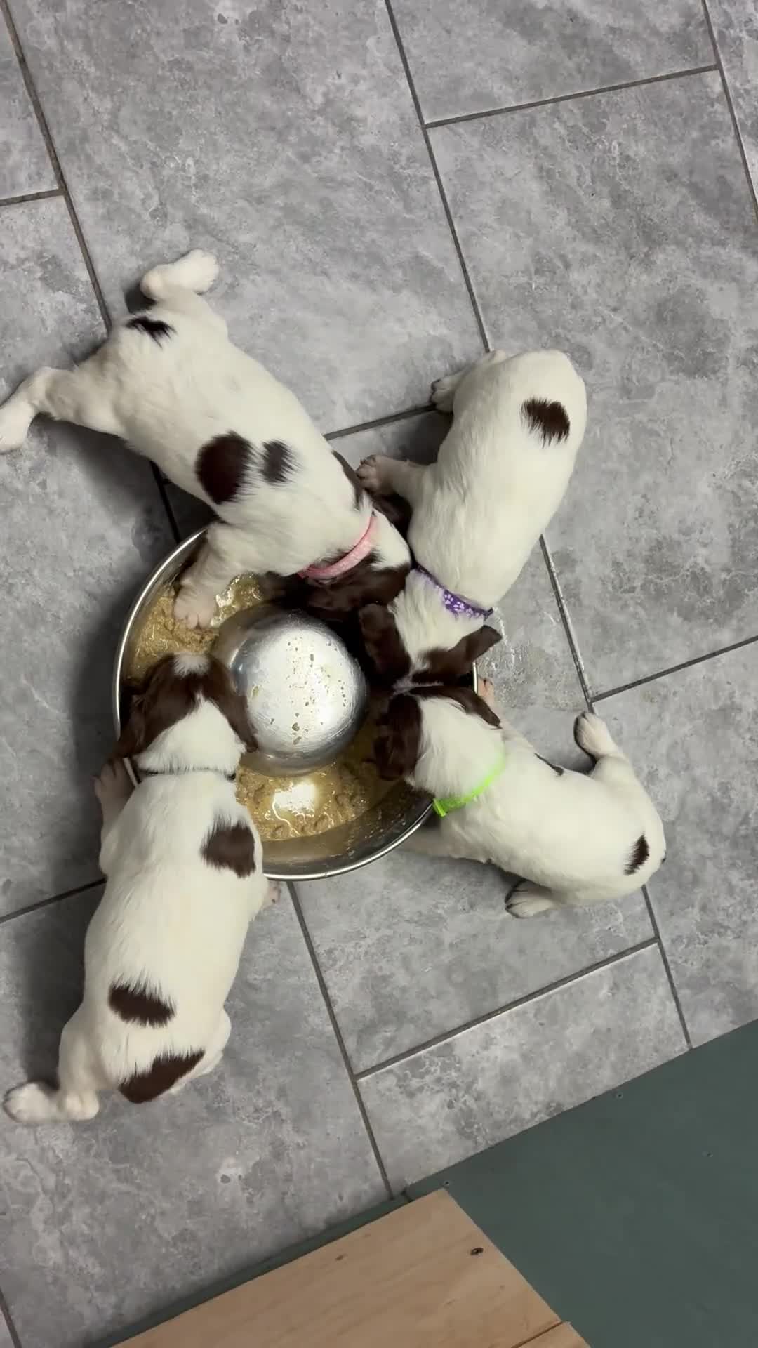 English Springer Spaniel dogs for sale: FTCH Sired Springer Spaniel Puppies - Video 1
