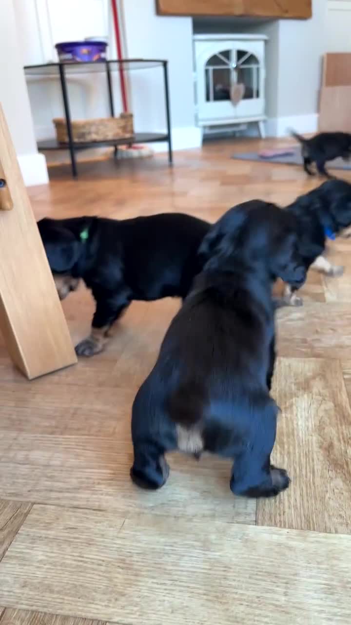 Cocker Spaniel dogs for sale: Beautiful KC Registered- Cocker Spaniel Pups   - Video 5