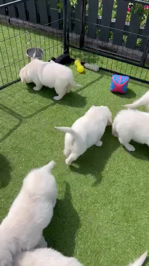 Golden Retriever dogs for sale: kc reg Fully health tested litter - Video 1