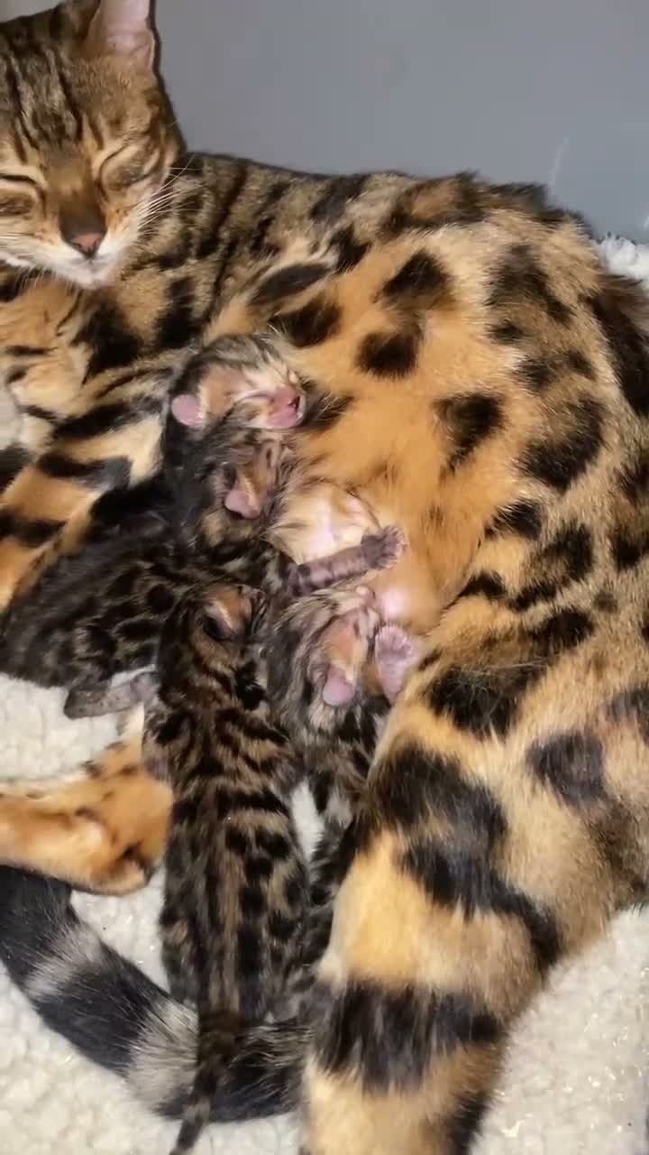 Bengal cats for sale: Beautiful Purebred Bengal Kittens – Ready Now! - Video 2