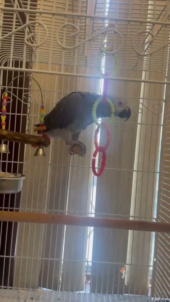 Mixed Breed birds for sale: Birds for sale *read description*  - Video 1