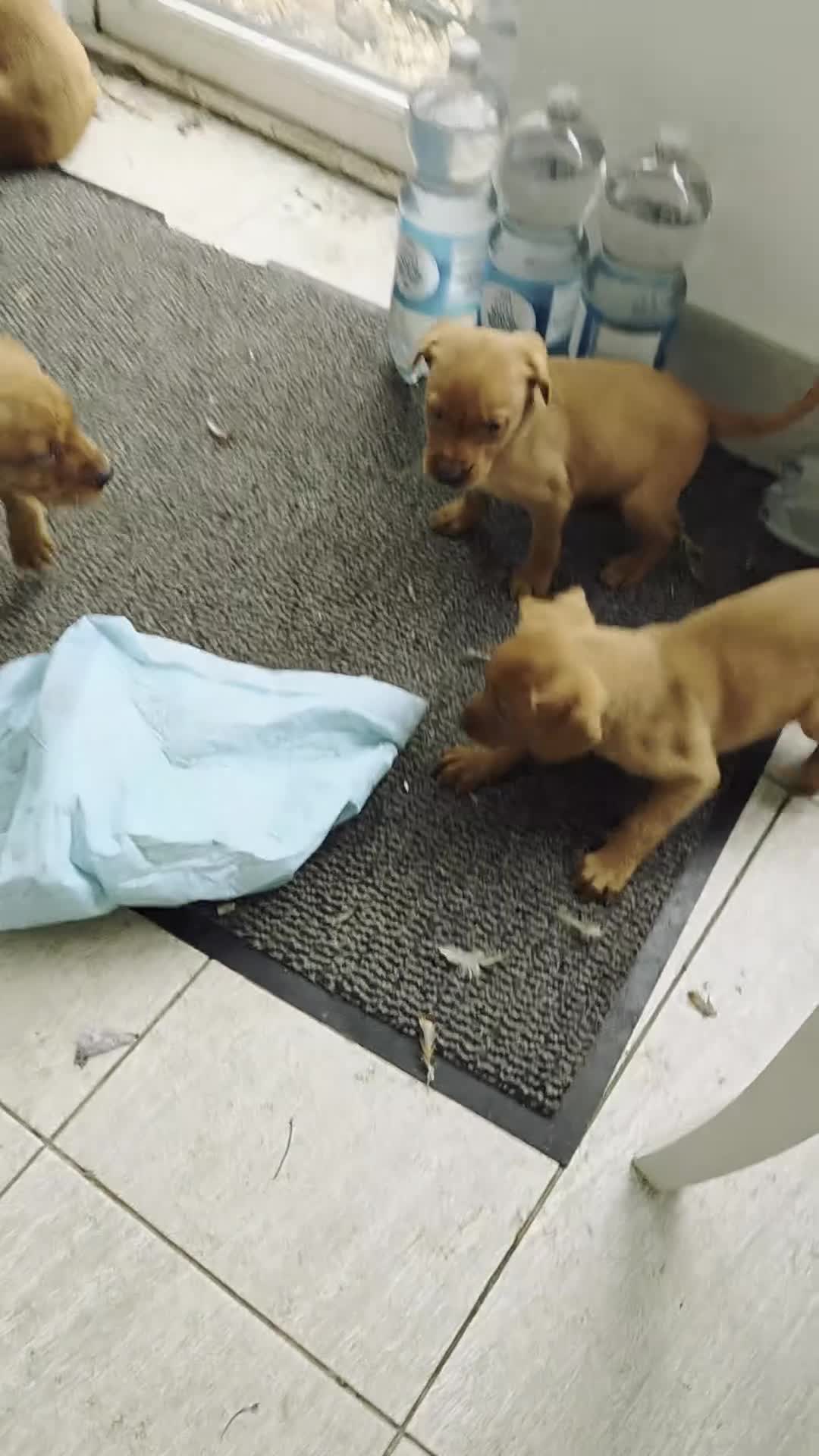 Labrador Retriever dogs for sale: Propa Fox Red lab Pups available  - Video 2