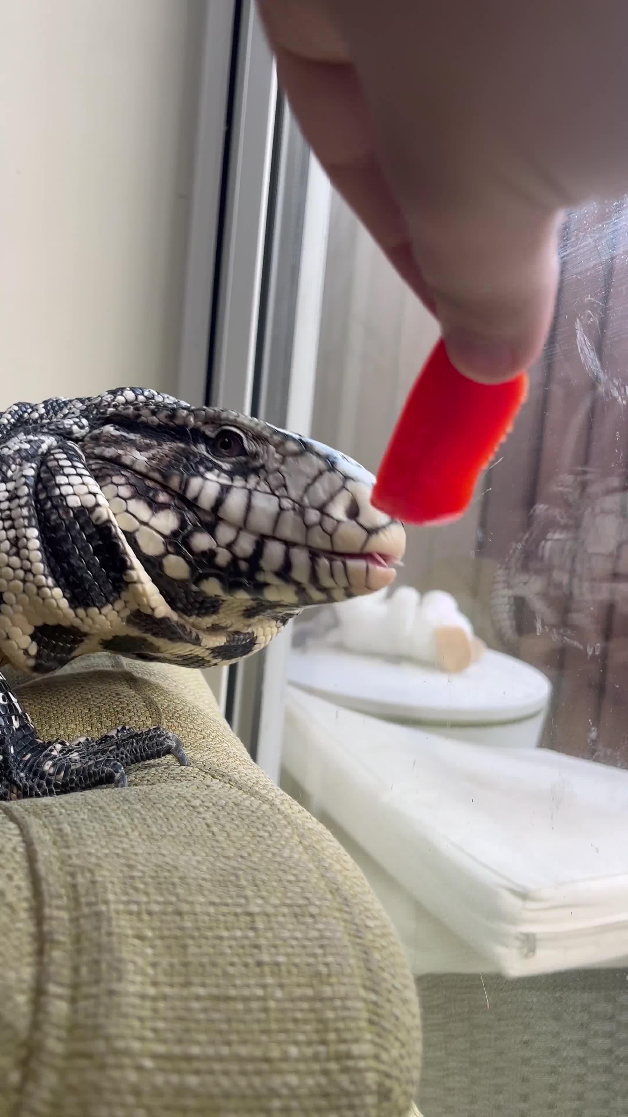 Lizard reptiles for sale: Stunning black and white tegu in Bexleyheath - Video 1