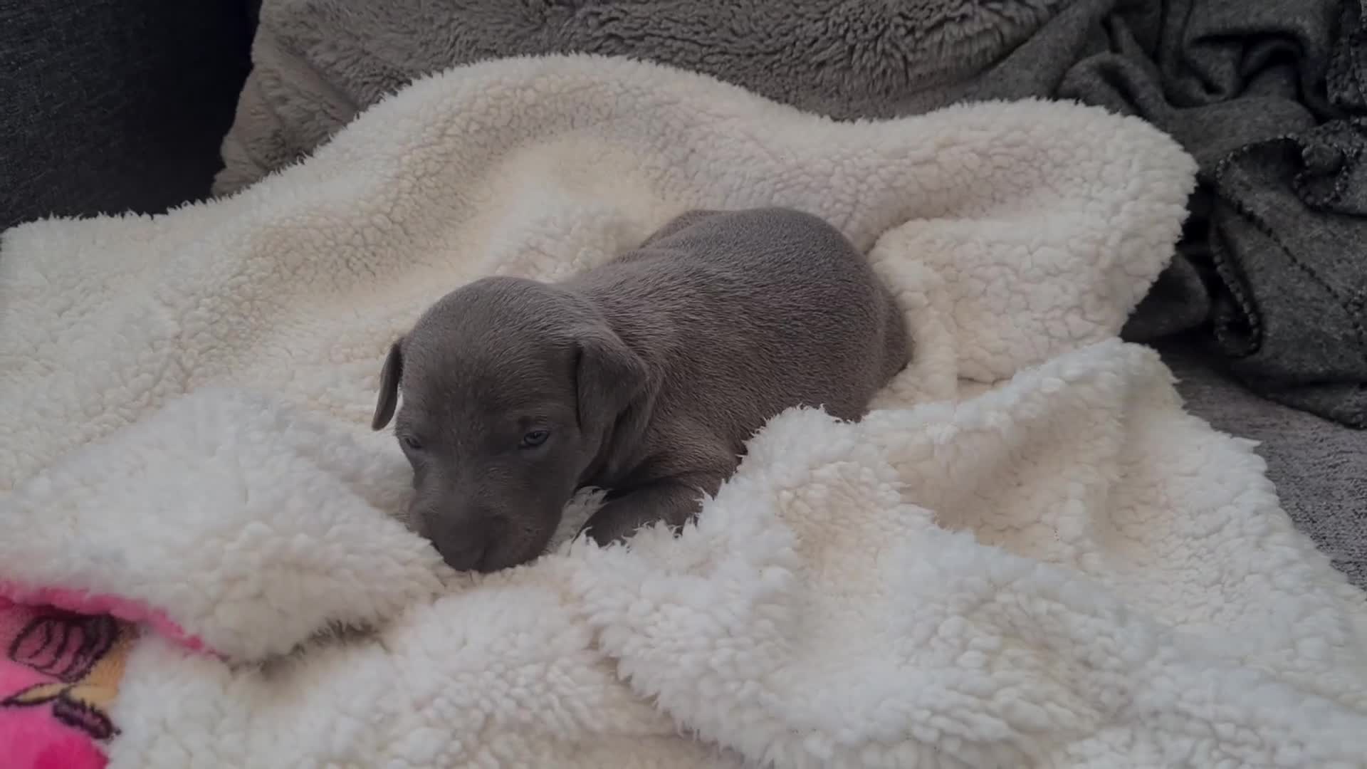Italian Greyhound dogs for sale: 4 stunning Italian greyhound puppies  - Video 4