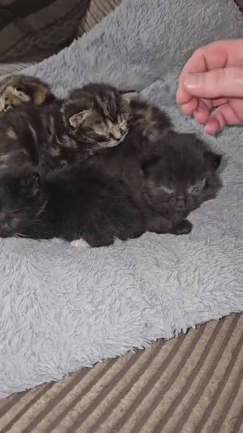 Domestic Shorthair cats for adoption: 🐾 Rescue Kittens Looking for Forever Homes - Video 2