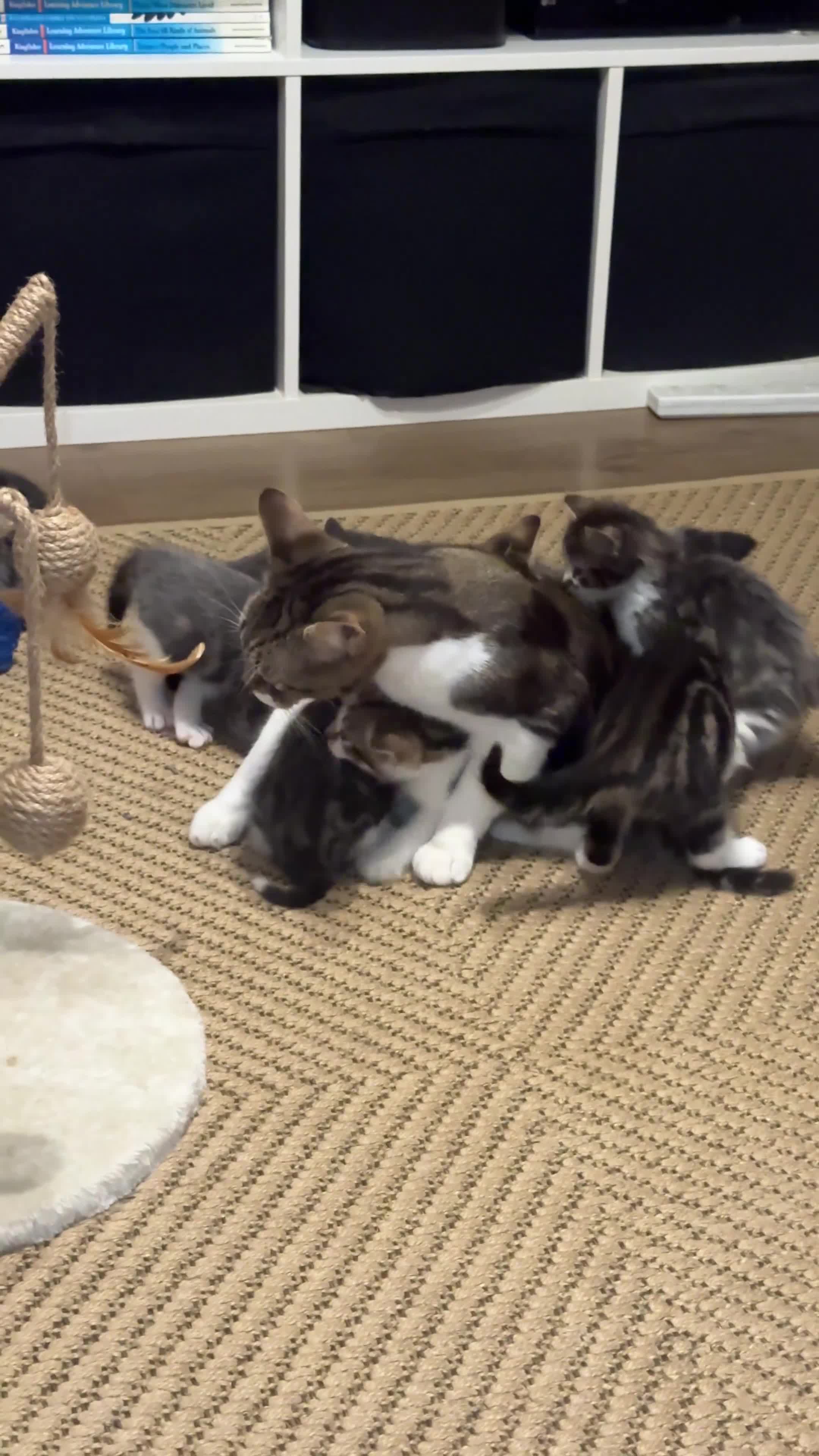 Domestic Shorthair cats for sale: 10 adorable kittens — 6 girls and 4 boys ☺️ - Video 2