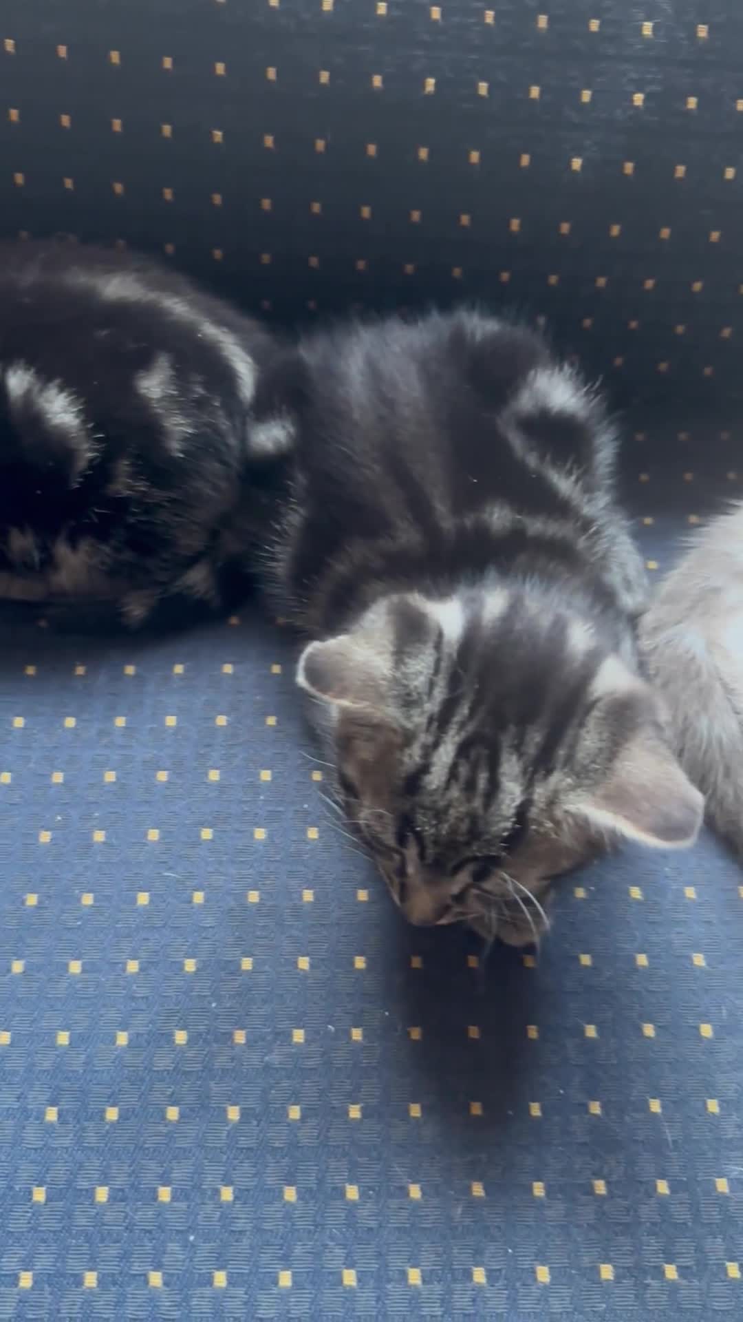 Ragdoll cats for sale: Ragdoll cross 2 boys 2 girls  - Video 1