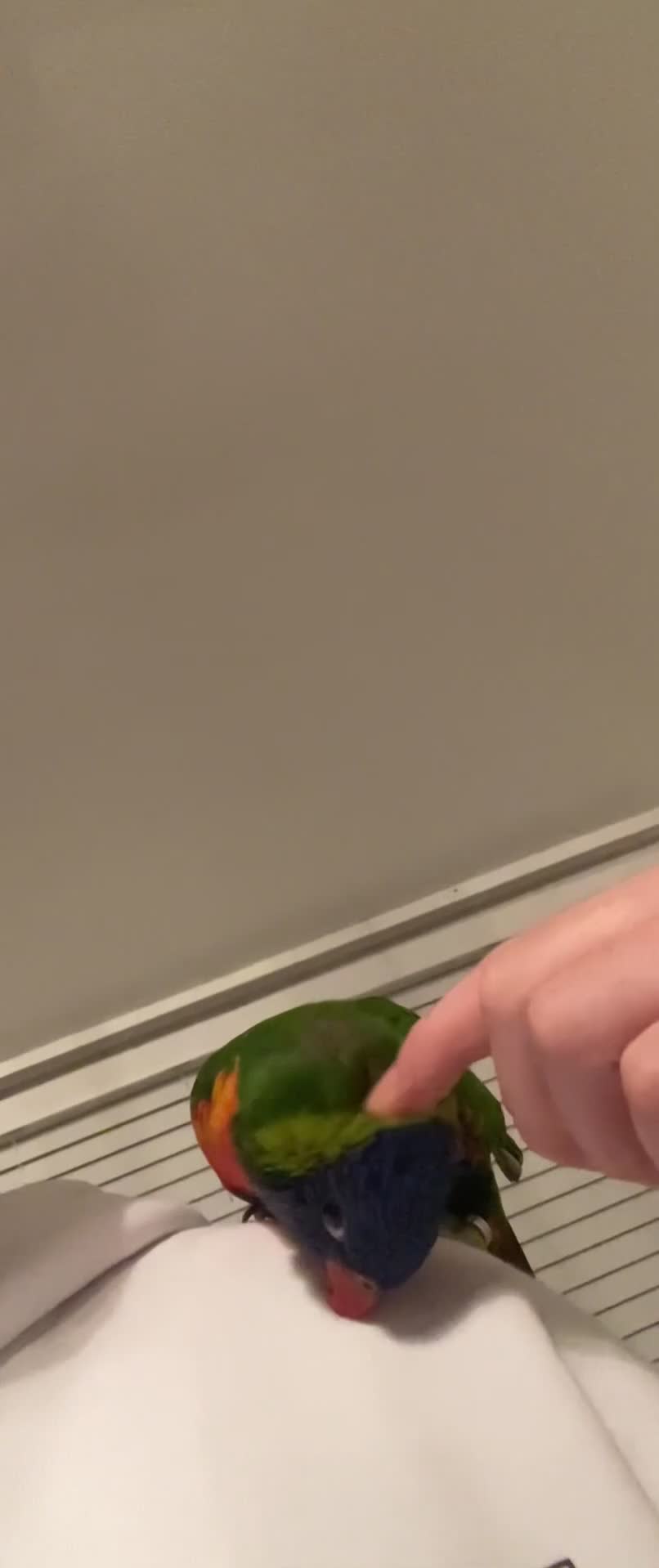 Lorikeets birds for sale: Silly tame lorikeet for sell - Video 5