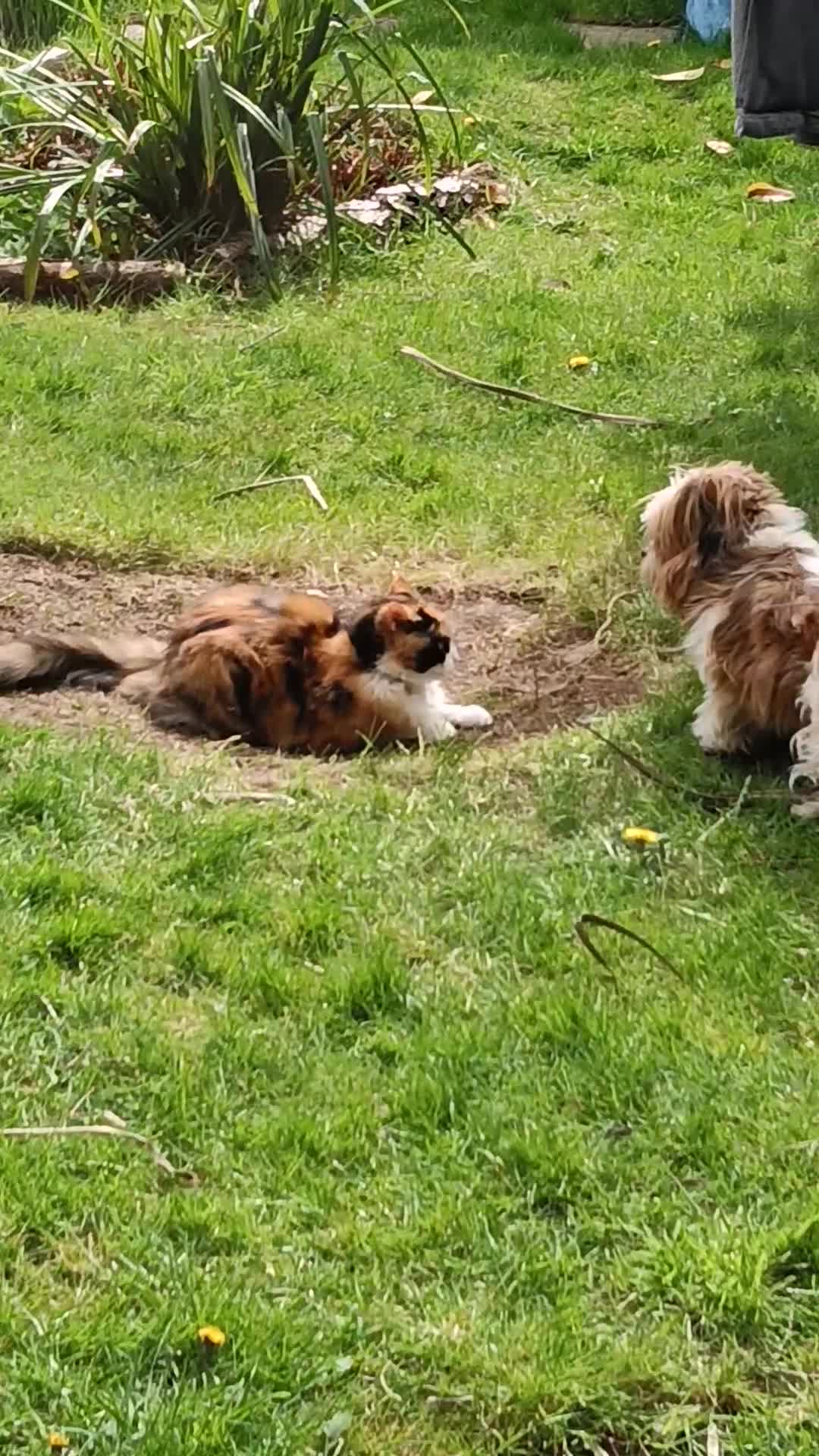 Mixed Breed dogs for sale: Arlo..5yrs old  - Video 1