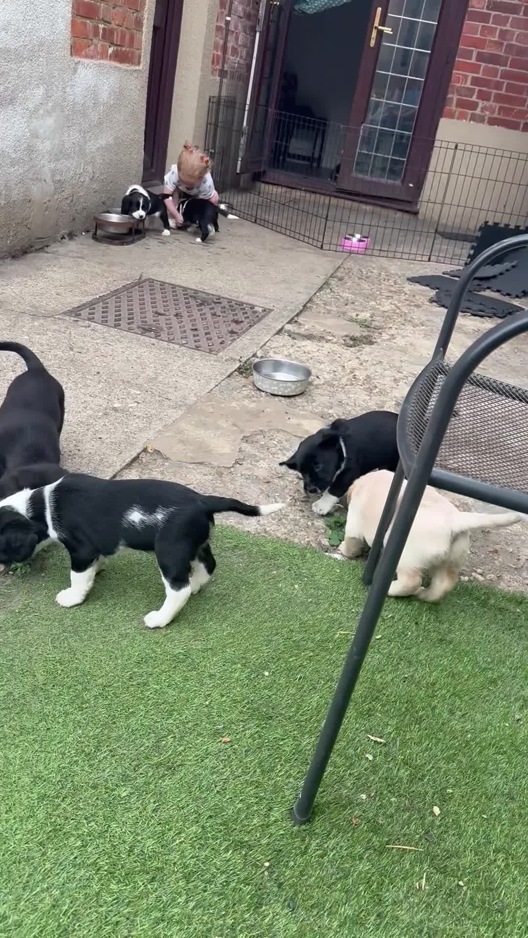 Cockerdor dogs for sale: 6 Cockerdor puppies left  in Camberley - Video 2