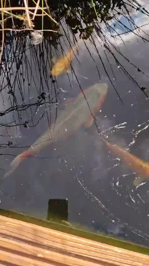 Pond Fish fish for sale: Pond closure - Video 1
