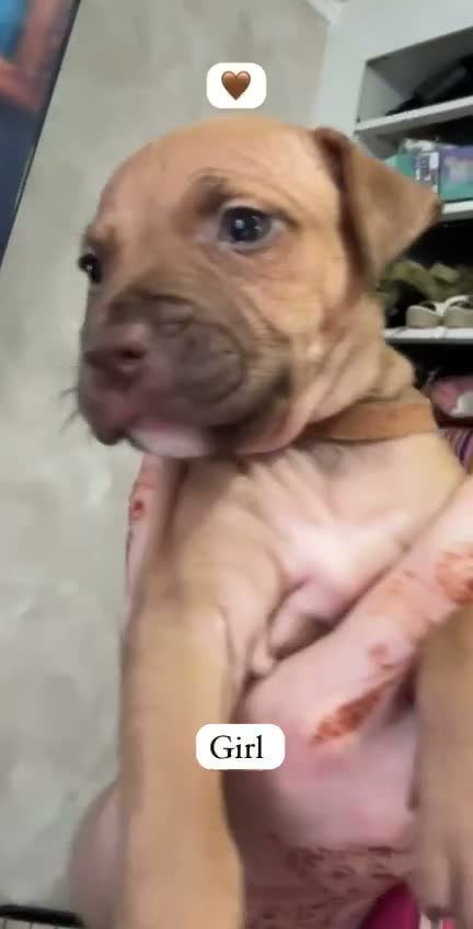 American Bull Staffy dogs for sale: Staff mixed beautiful dogs  - Video 3