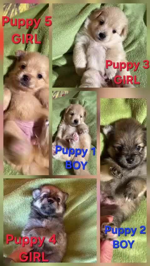 Pomsky dogs for sale: Amazing pomsky puppies - Video 2